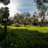 Tutt�intorno a noi � un pullulare di pini mediterranei secolari, alberi di gelso, ulivi...